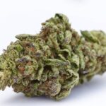 Runtz Strain Tropical THCA Flower Vex [Entry]