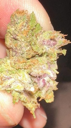 2025 Ultimate Guide to High Quality THCA Flower Pounds