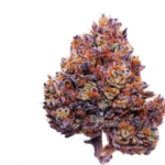 Purple Haze Strain THCA Flower Exotic [High]