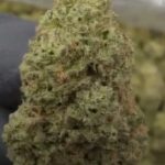 New Price!! Dosidos Strain THCA Flower Vex [ST]