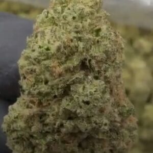 DoSiDos Strain Vex Standard