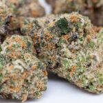 Girl Scout Cookies Strain THCA Vex [High]