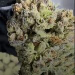 Cookies and Cream Strain THCA Vex[Standard]