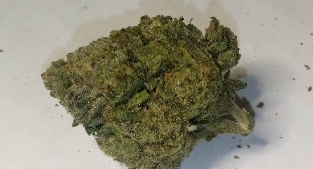 Close-up of Backpack Boyz Lemon Cherry Gelato THCA flower, showcasing vibrant buds