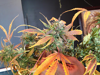 VIiaa Hemp Review 2025