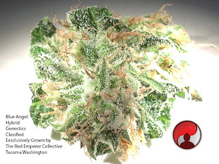 The Flowery Blue Dream Indoor Cannabis Flower Review
