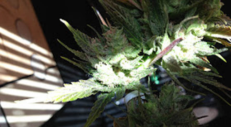 JK Distro THCA flower vs. THCA4Cheap premium strains